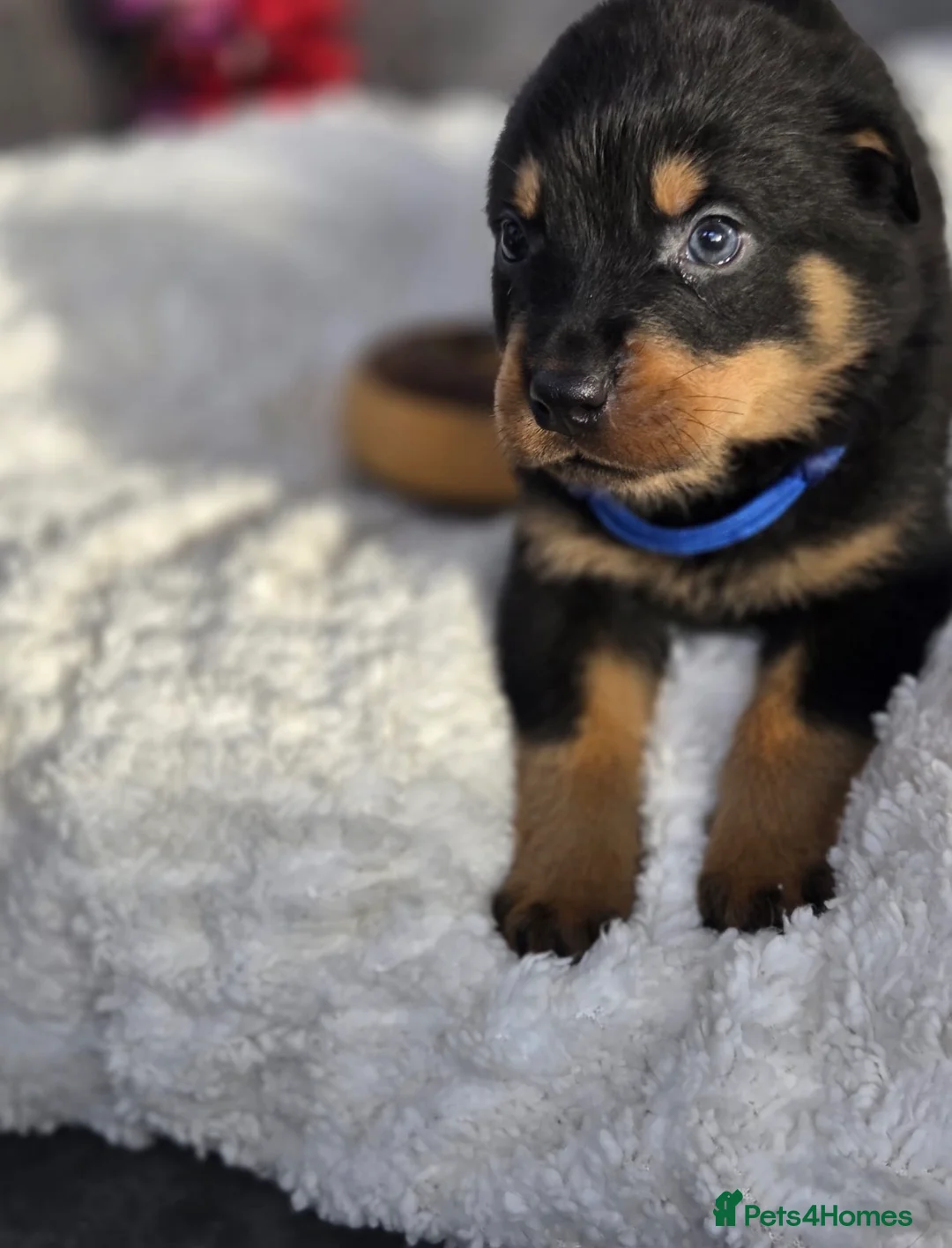Rottweiler dogs for sale: Stunning Rottweiler pups - Advert 31