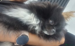 Pomeranian dogs for sale: 2 pomeranian bitches for sale - Image 14