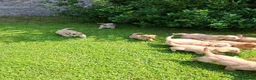 Cavapoochon dogs for sale: Gorgeous Cavapoochon Puppies  - Advert 9