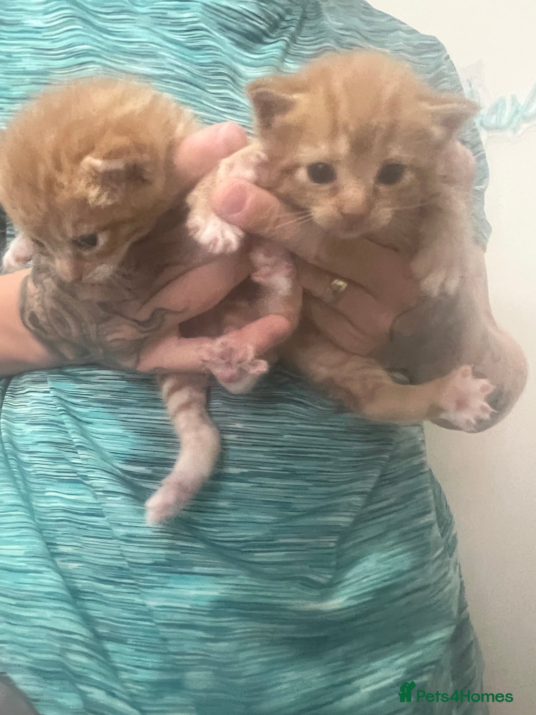 Mixed Breed cats for sale: Gorgeous kittens for sale - Image 15