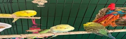 Budgerigars birds for sale: 4 friendly 2 male 2 female budgies babies - Advert 14