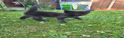 Mixed Breed cats for sale: Kittens  - Advert 10