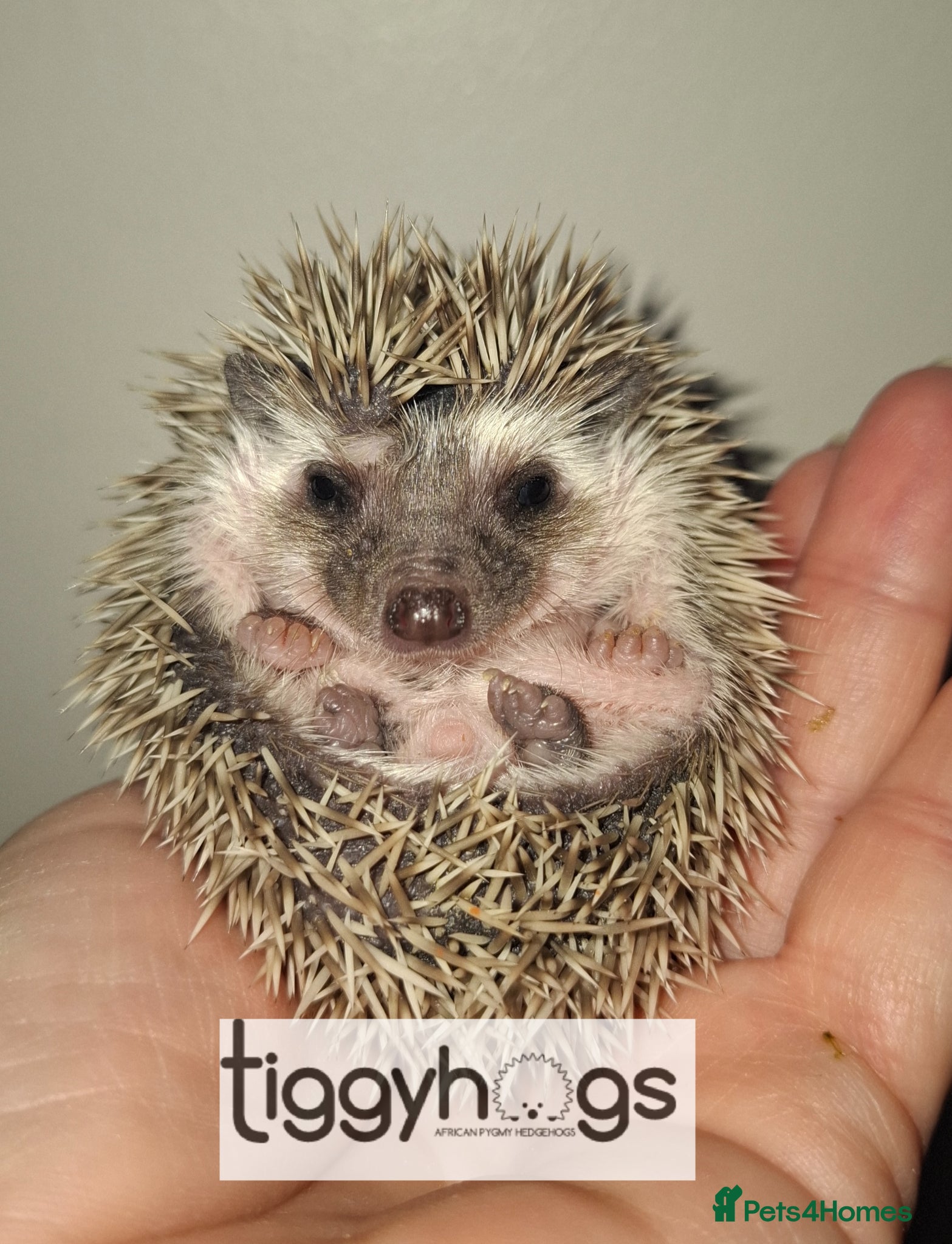 Pygmy Hedgehog rodents 2 handsome Males and 1 female  - Advert 1