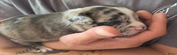 Mixed Breed dogs for sale: Fraffies *staff/frenchie* in Chertsey - Advert 11