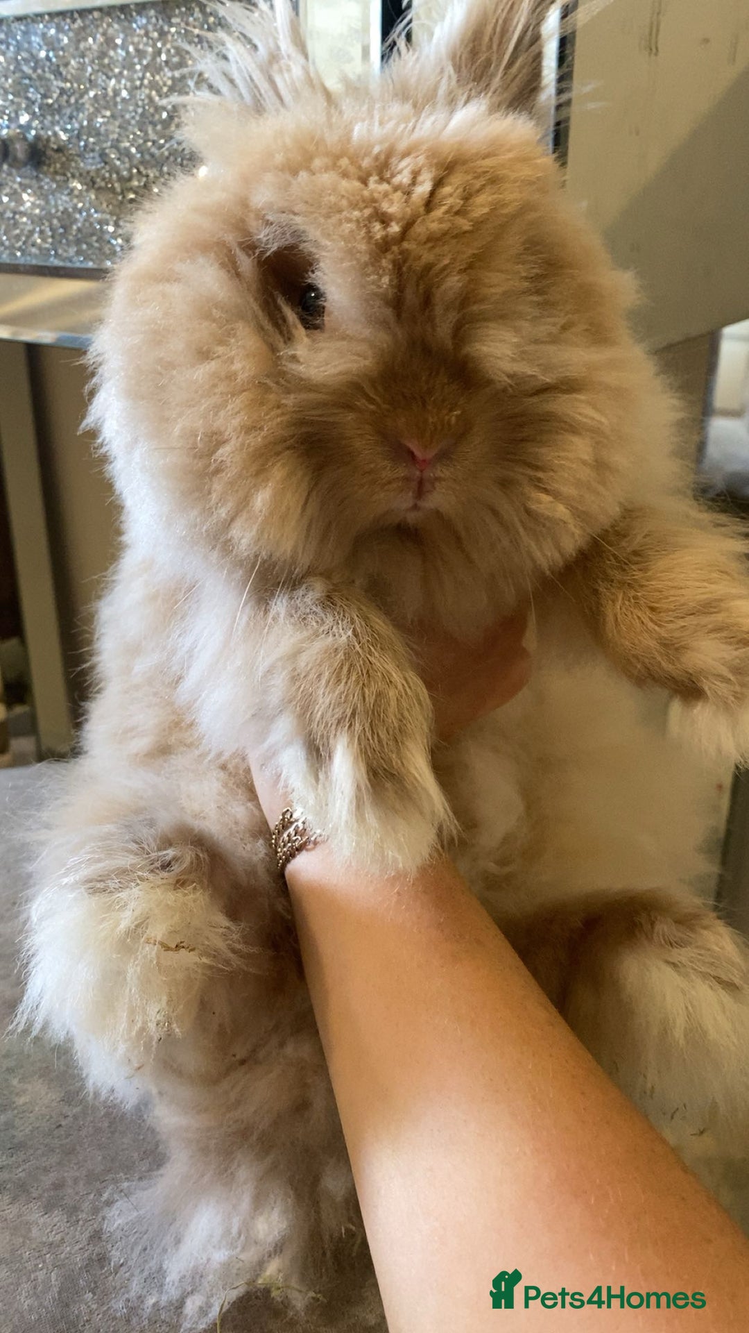 Mini Lion Lop rabbits for sale: Male mini lion lop  - Advert 5