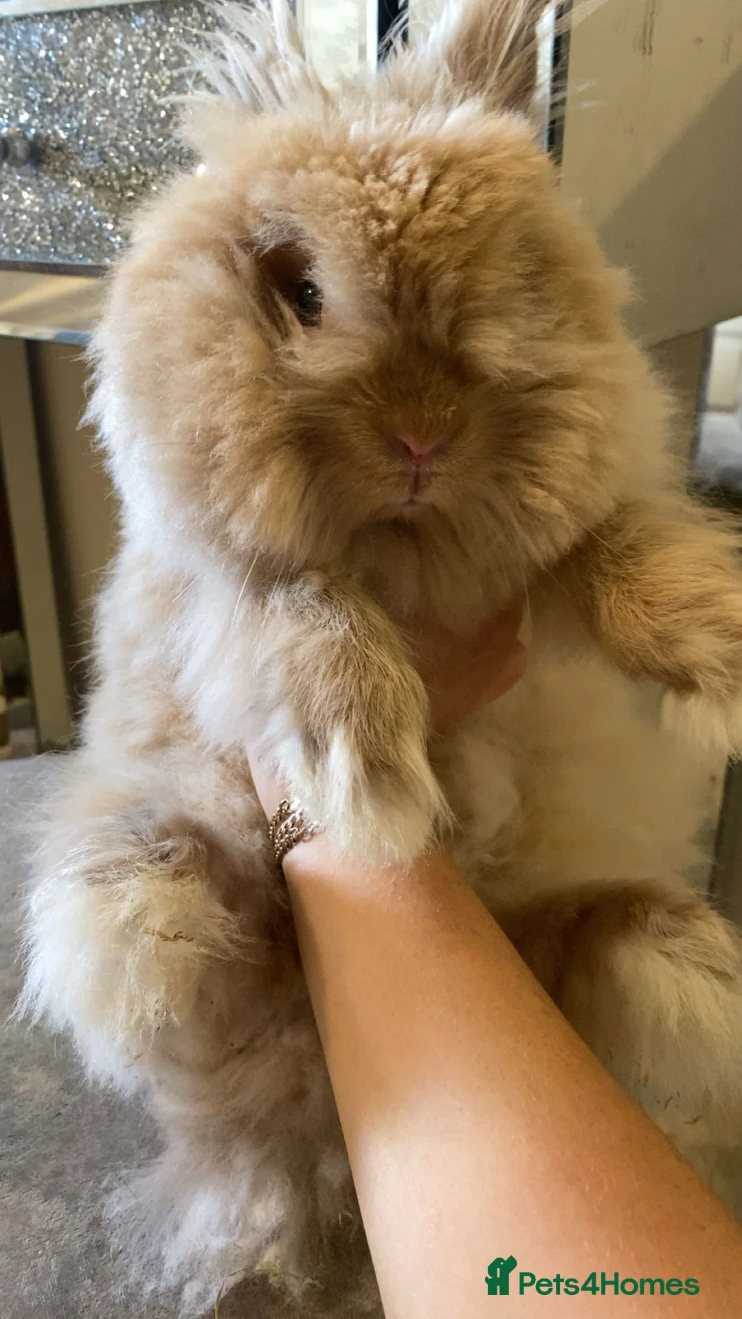 Mini Lion Lop rabbits for sale: Male mini lion lop  - Advert 5