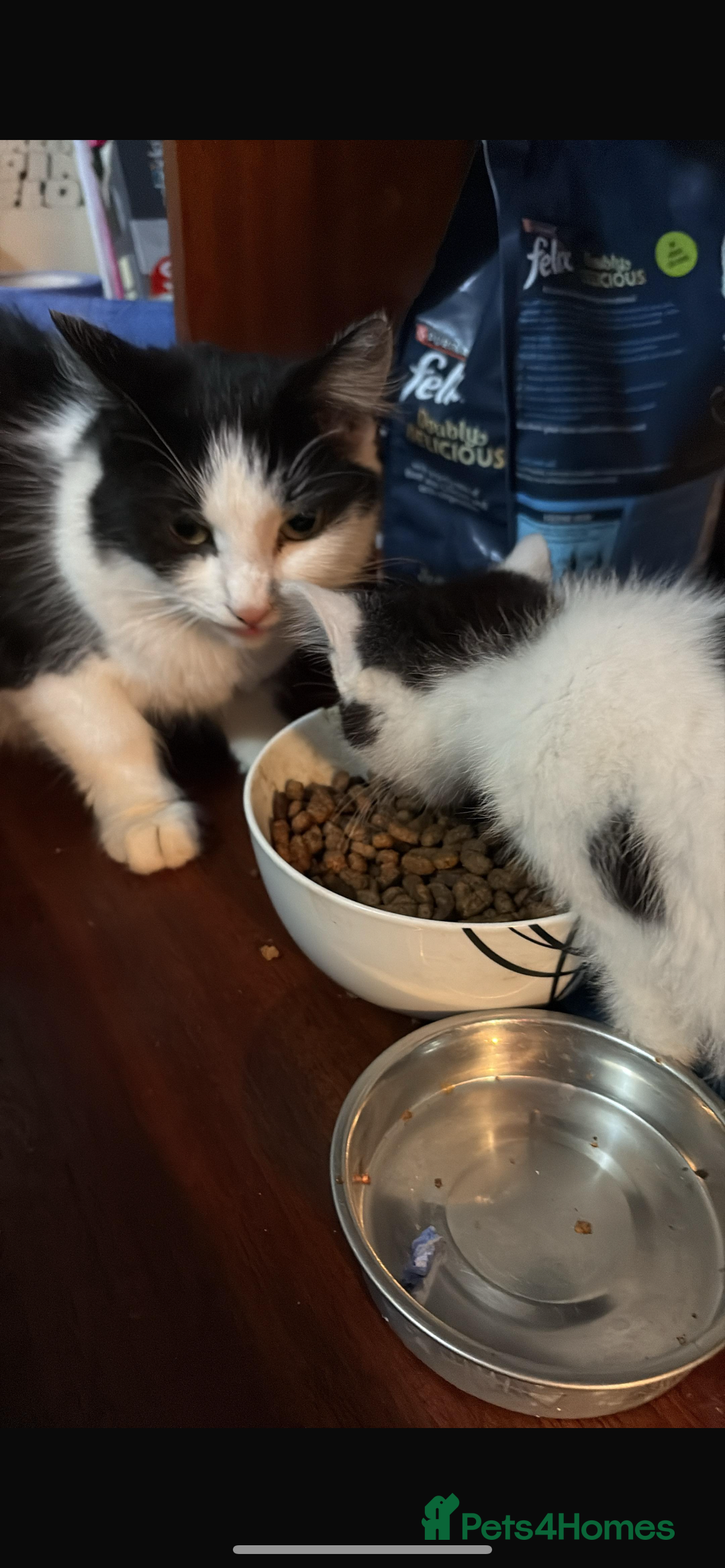 Mixed Breed cats for sale: Selling on behalf of my dad £10 each  - Image 4