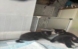 Mixed Breed cats for sale: 4 beautiful kittens - Image 7