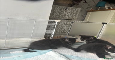 Mixed Breed cats - Advert 2