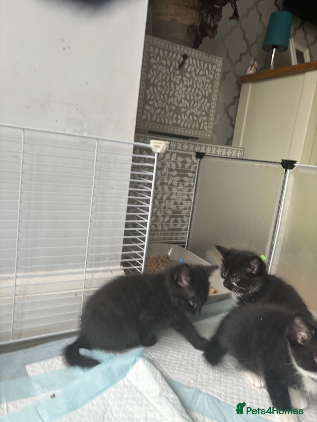 Mixed Breed cats for sale: 4 beautiful kittens - Image 7