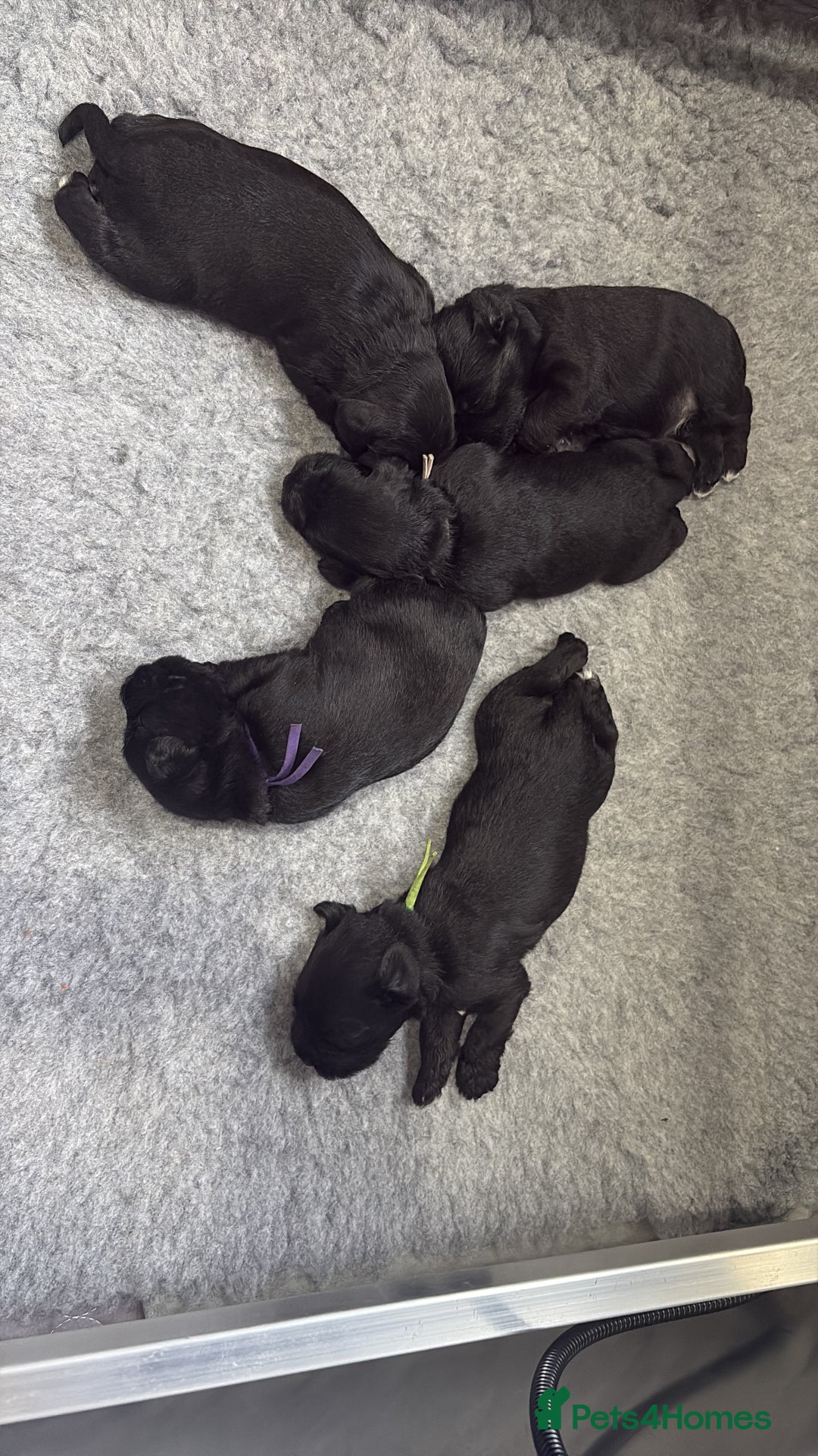 Miniature Schnauzer dogs for sale: KC Registered Miniature Schnauzer Puppies  - Advert 14