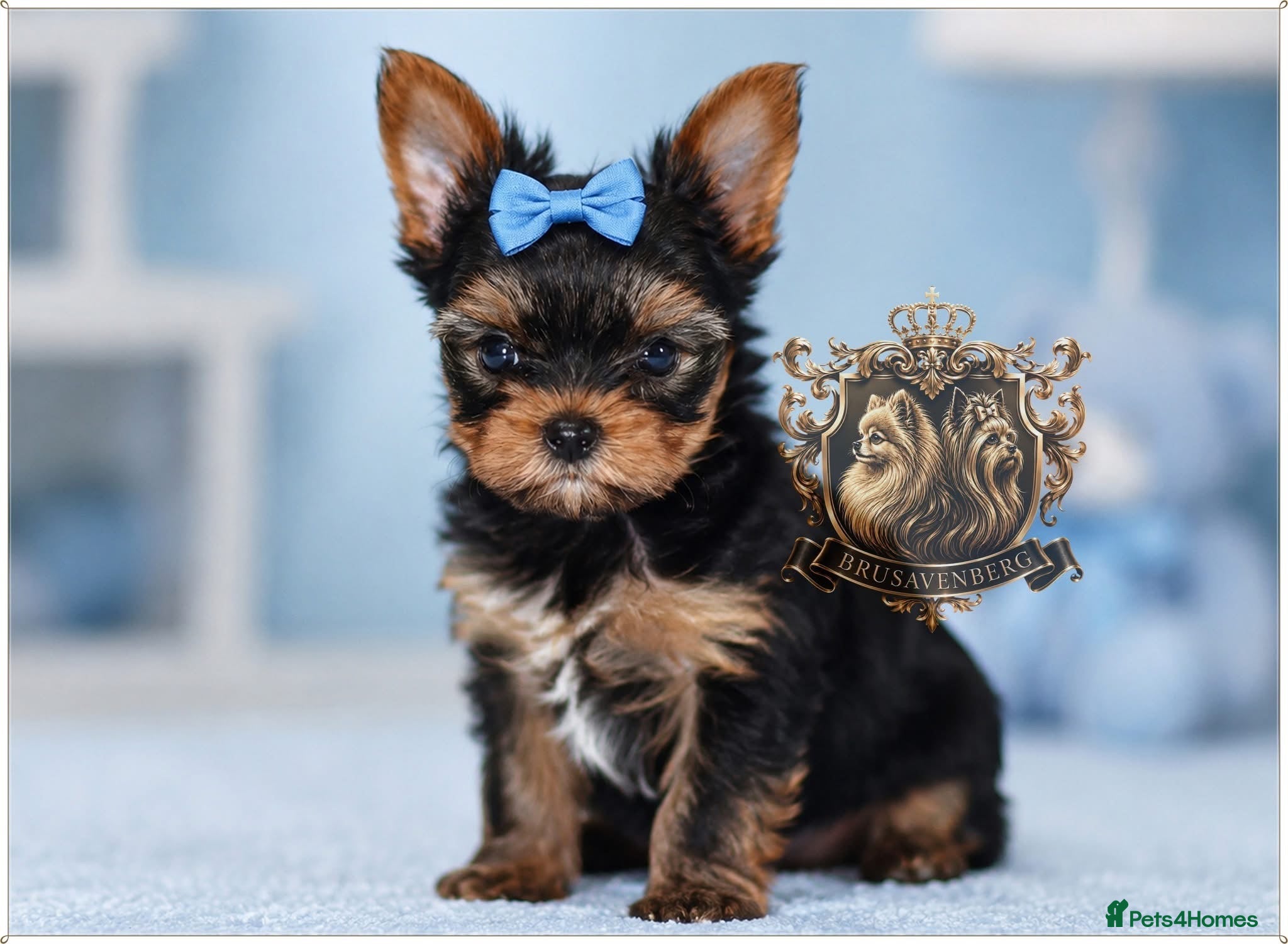 Yorkshire Terrier dogs MINIATURE YORKSHIRE TERRIERS KC PARENTS DNA TESTED - Advert 1