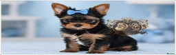 Yorkshire Terrier dogs for sale: MINIATURE YORKSHIRE TERRIERS KC PARENTS DNA TESTED - Advert 1