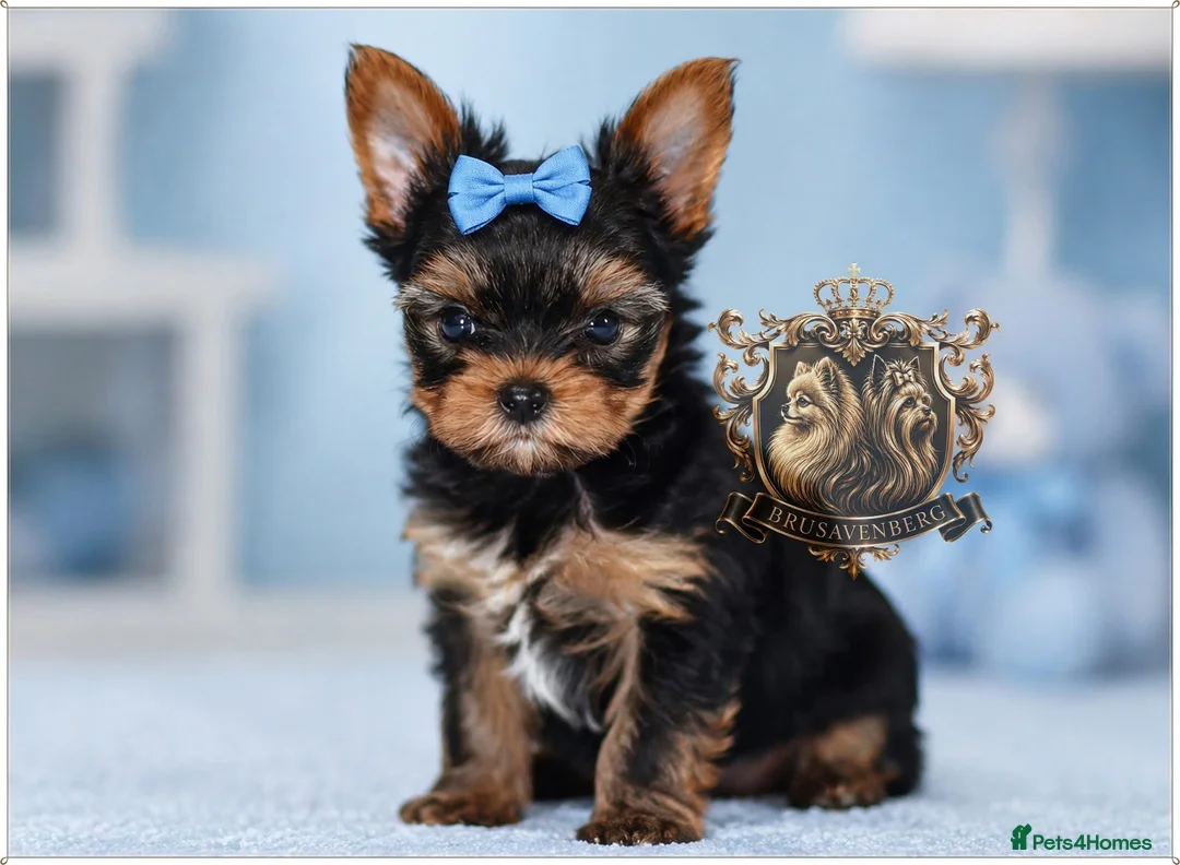 Yorkshire Terrier dogs for sale: MINIATURE YORKSHIRE TERRIERS KC PARENTS DNA TESTED - Advert 1
