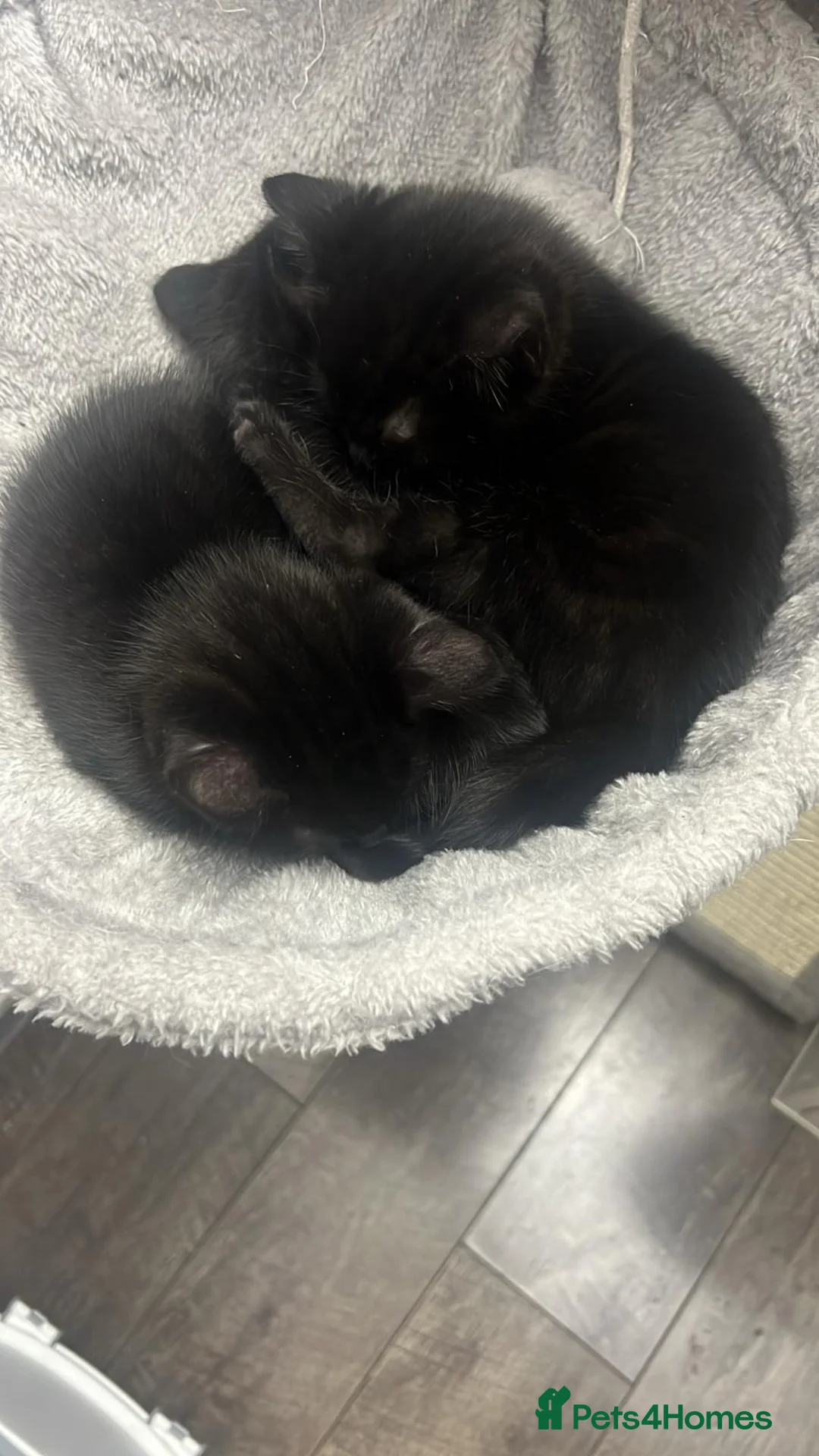 British Shorthair cats for sale: Adorable Black Kittens  - Advert 5