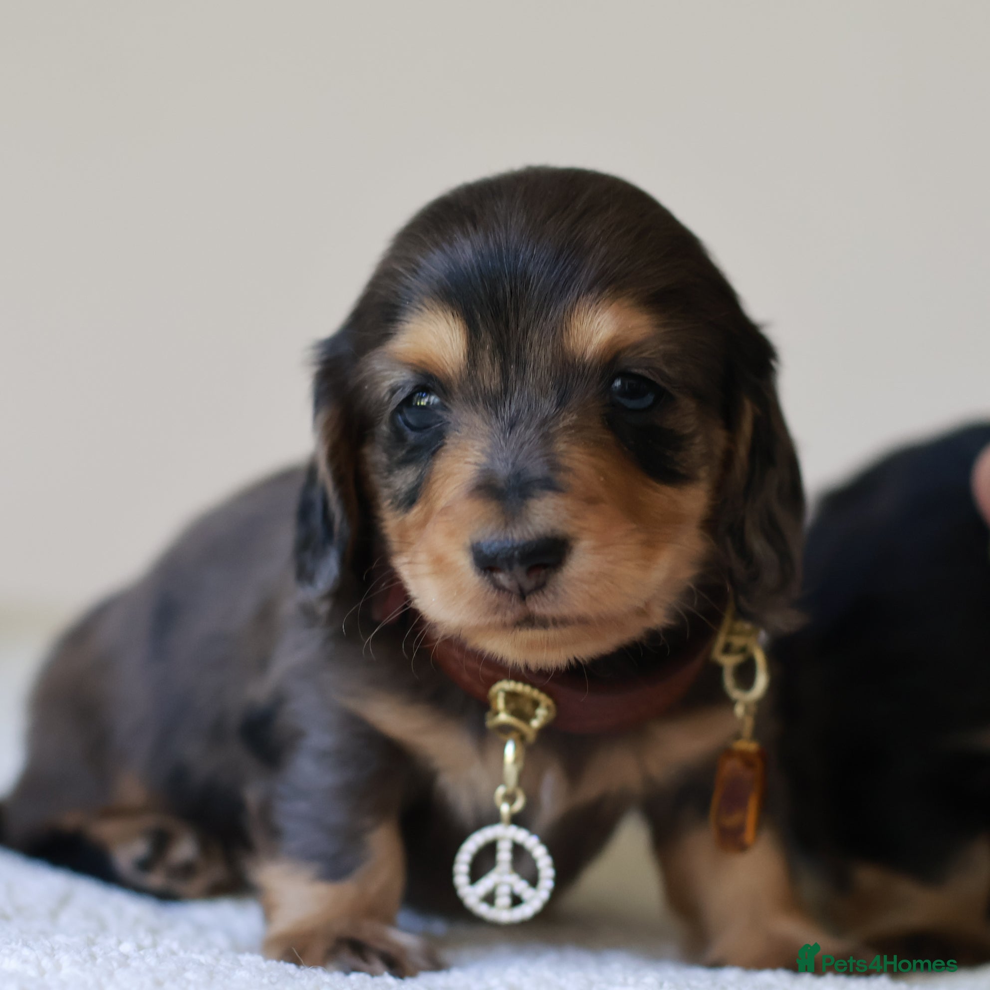 Miniature Dachshund dogs 5*Licensed+ LongHaired+KCreg+PraClear+Vetchecked - Advert 2