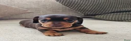 Miniature Dachshund dogs for sale: Miniature Dachshund Chocolate/Tan KC Reg Puppies - Advert 5