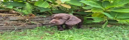 Cocker Spaniel dogs for sale: Chocolate cockerspaniel puppies for sales - Advert 7