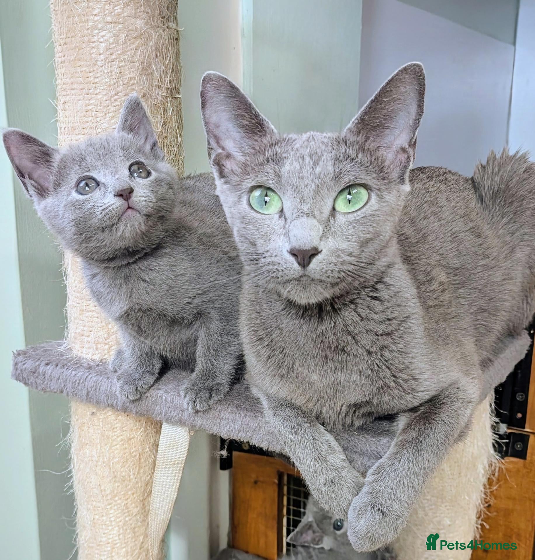 Russian Blue cats Affectionate Lap Kittens – Pedigree TICA - Advert 2