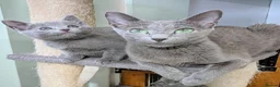 Russian Blue cats for sale: Affectionate Lap Kittens – Pedigree TICA - Advert 2