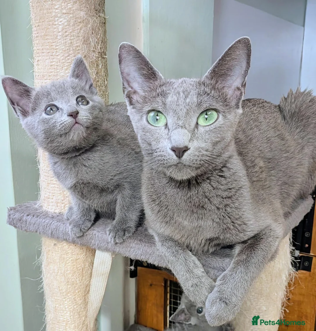 Russian Blue cats for sale: Affectionate Lap Kittens – Pedigree TICA - Advert 2