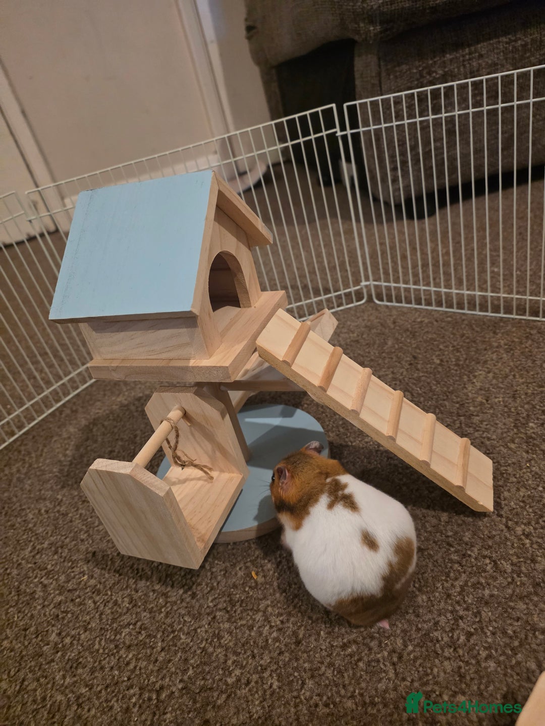 Hamster rodents for sale: Female Syrian Hamster - Advert 6