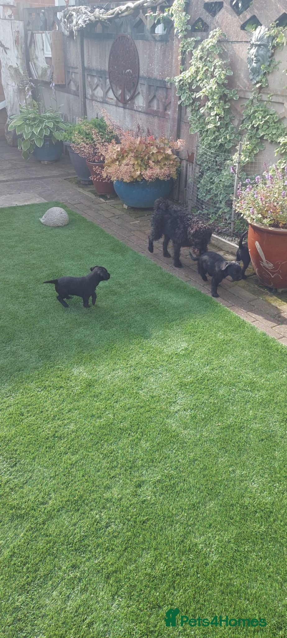 Patterdale Terrier dogs Beautiful patterdale puppies.  - Advert 1