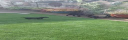 Patterdale Terrier dogs for sale: Beautiful patterdale puppies.  in Poulton-le-Fylde - Advert 1