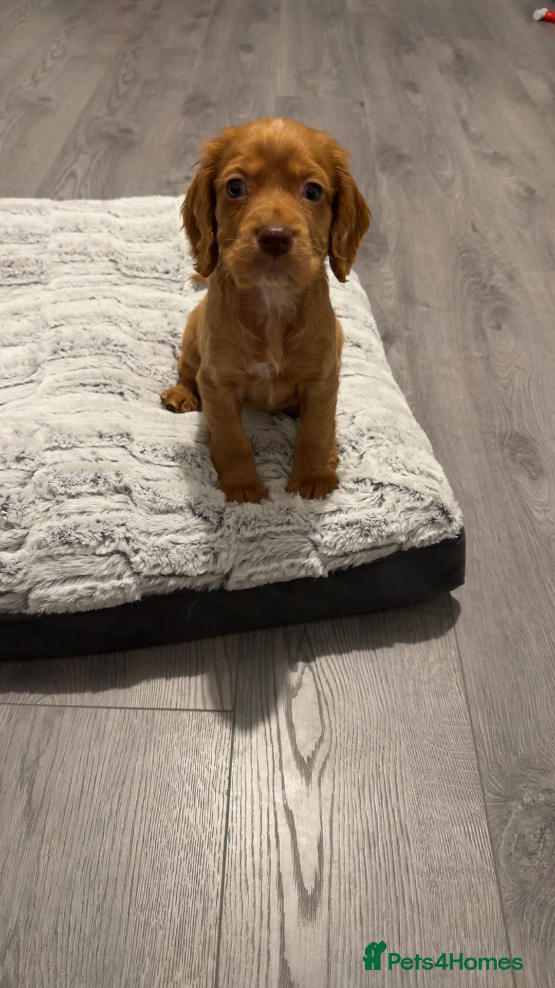 Cocker Spaniel dogs for sale: Cocker spaniel puppy - Advert 2