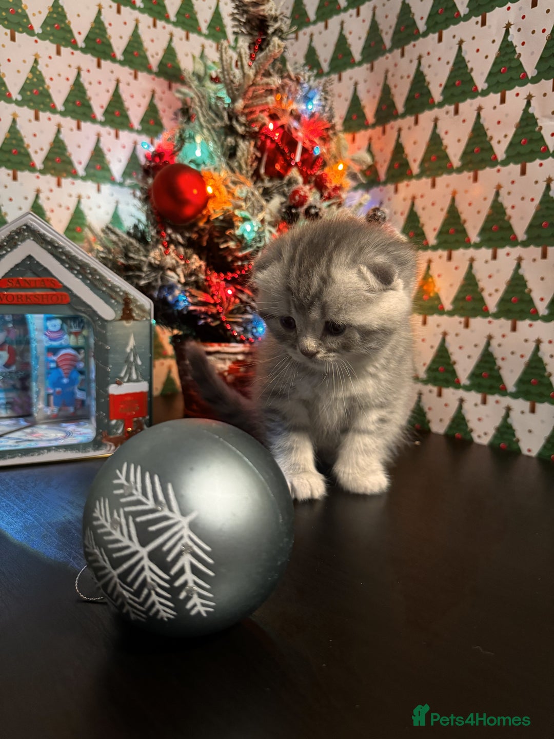 Scottish Fold cats for sale: 4 Beautiful Scottish Fold Kittens - Advert 24