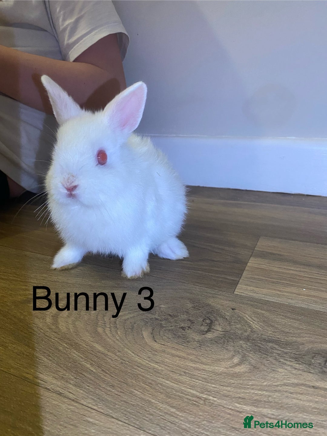 Netherland Dwarf rabbits for sale: 🐰✨Baby rabbits ready for home✨🐰 - Advert 8