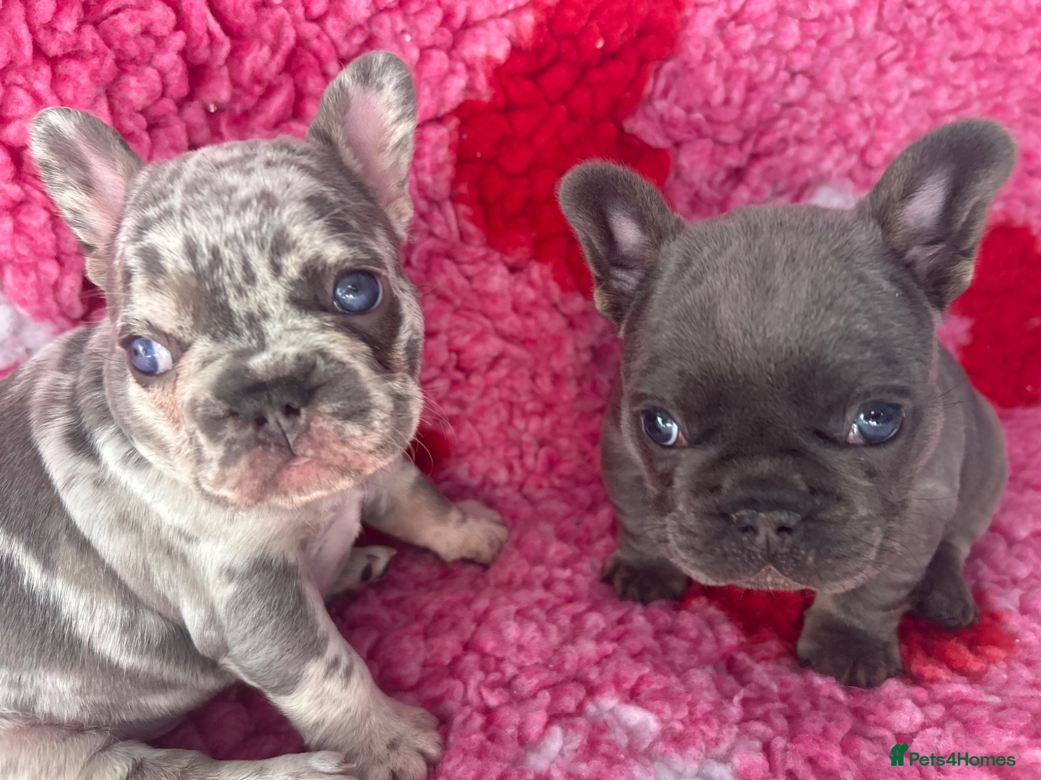 French Bulldog dogs  (UPDATED PHOTOS ) 5 beautiful frenchie girls  - Advert 3