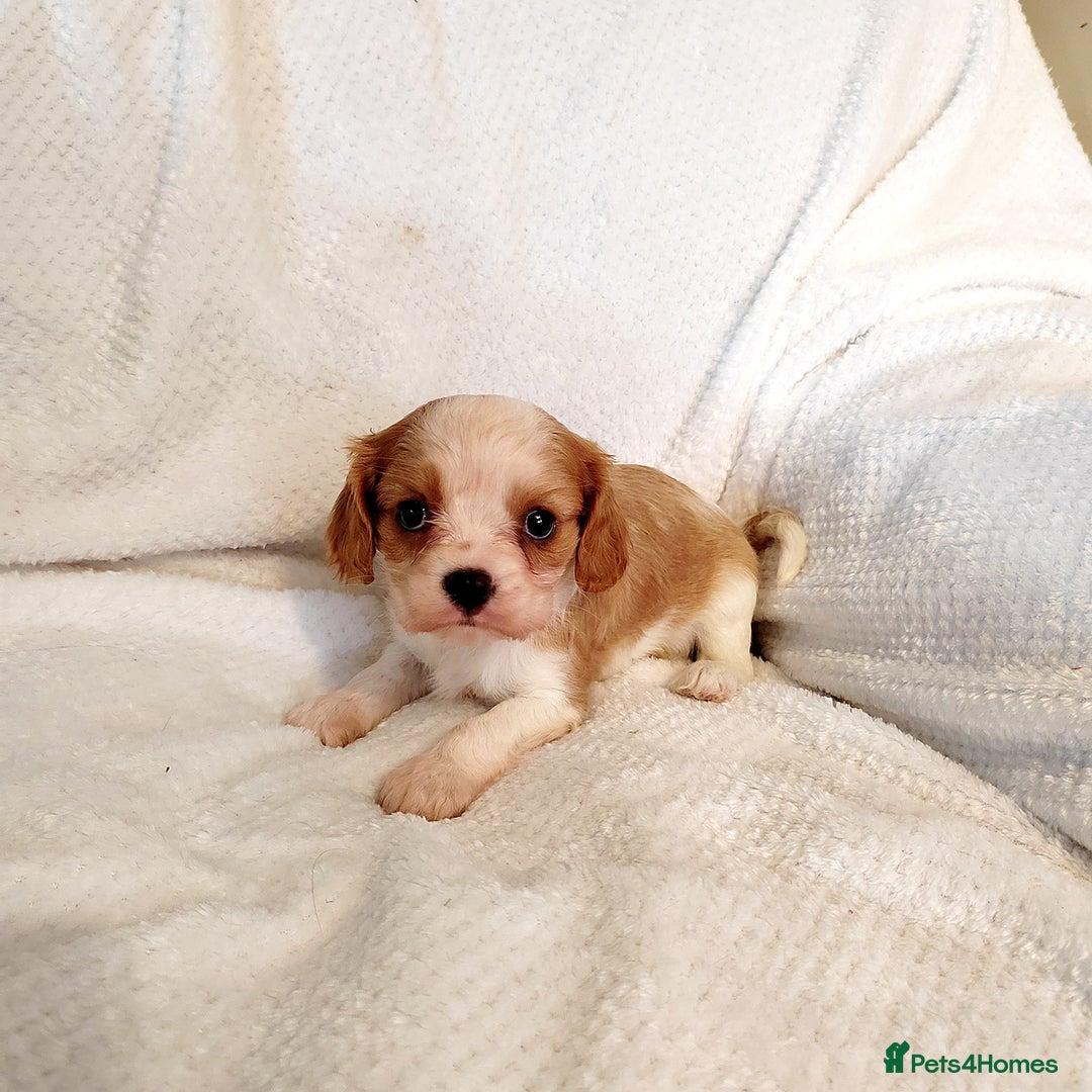 Cavalier King Charles Spaniel dogs for sale: Solid ruby and blem cavalier puppies - Advert 9