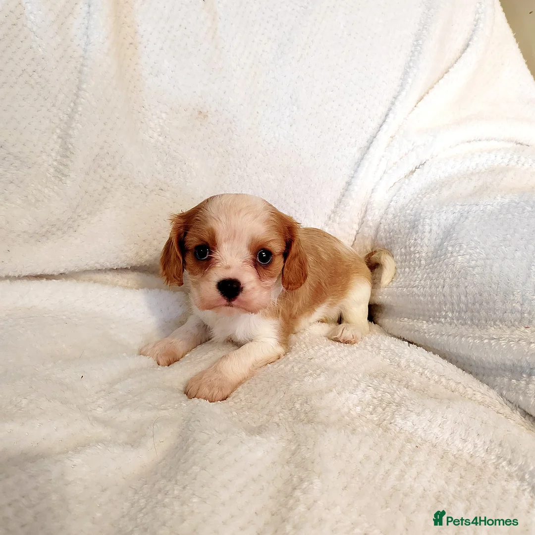 Cavalier King Charles Spaniel dogs for sale: Fully vaccinated and ready now 13 Feb  - Advert 19