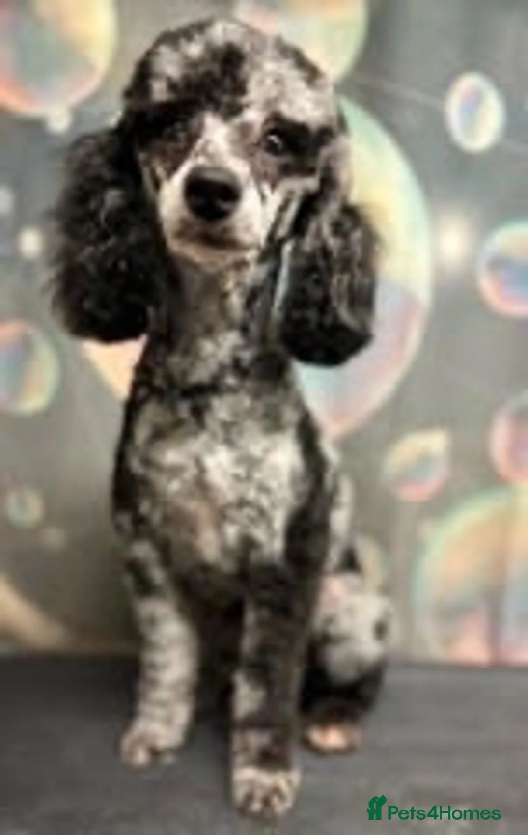 Miniature Poodle dogs for stud: beautiful blue merle miniature poodle in Swanley - Advert 3