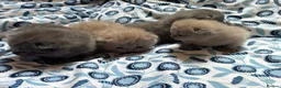 British Shorthair cats for sale: Pedigree British Blue/ Lilac Kittens - Advert 24