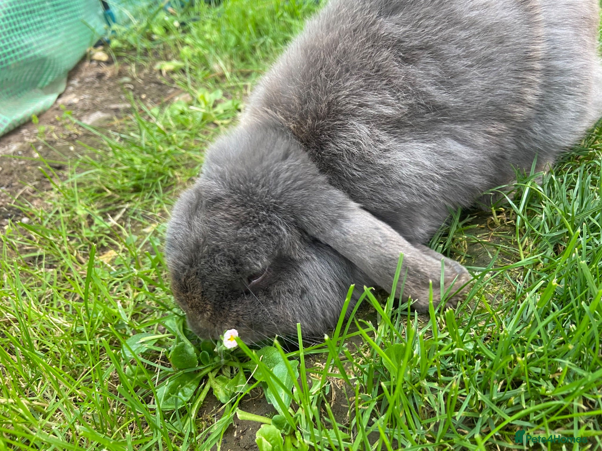 Mini Lop rabbits 💙 blue mini lop male 💙 - Advert 1