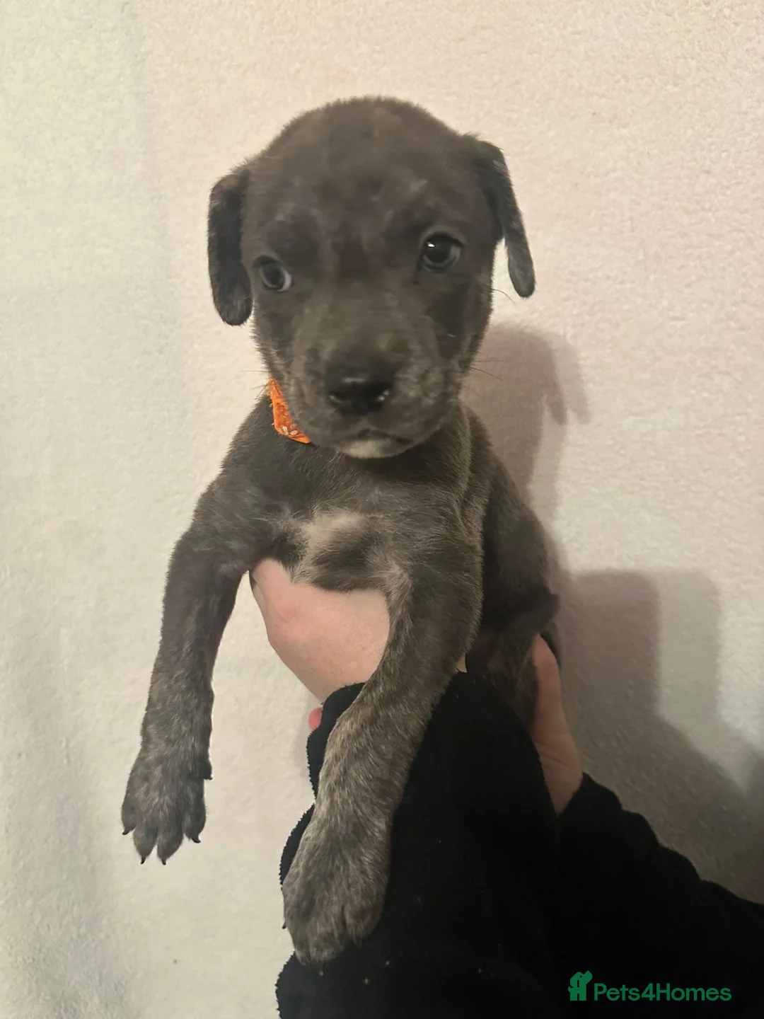 Mixed Breed dogs for sale: Cane corso x Alpha blueblood bull dog - Advert 3