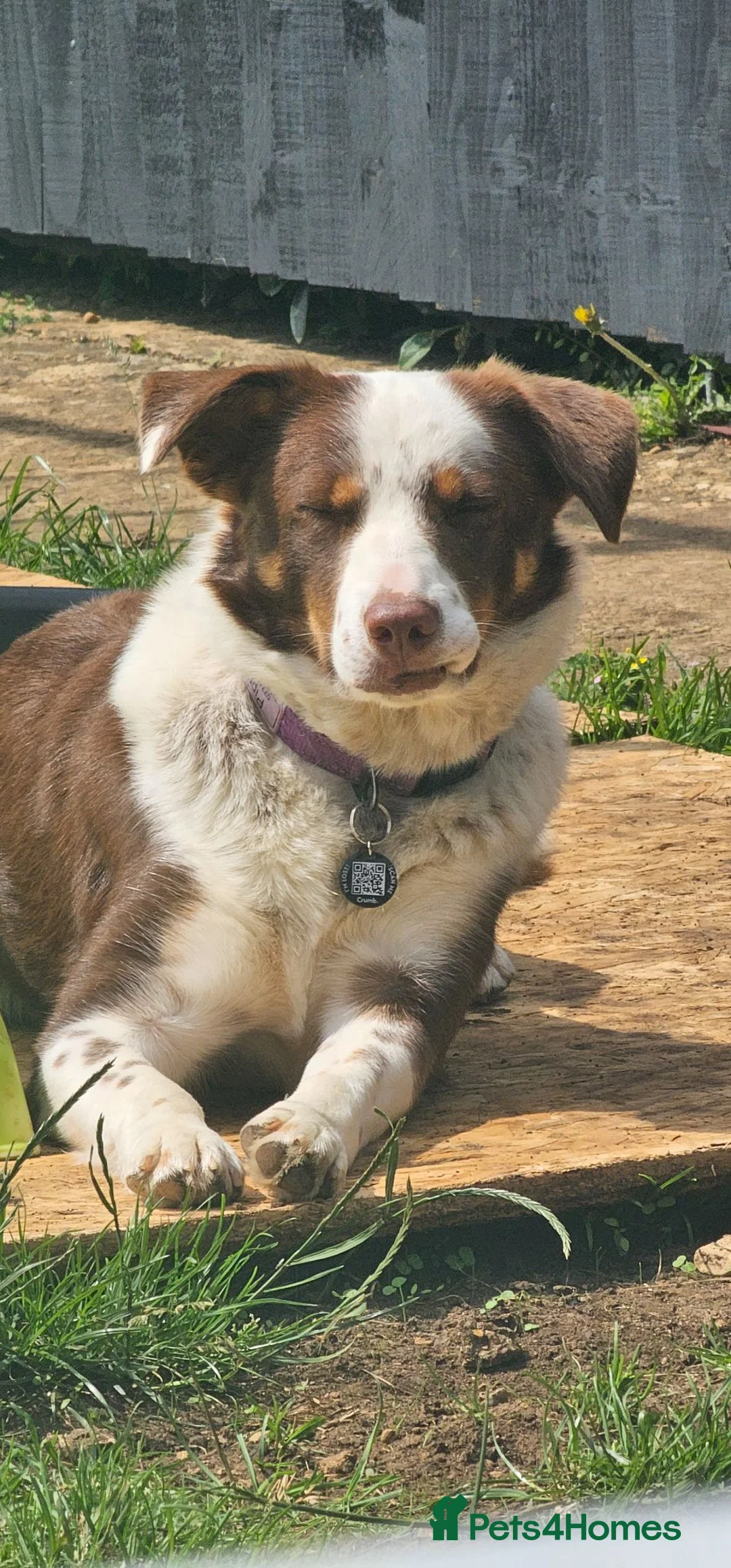 Border Collie dogs for sale: Female border collie  in Bicester - Advert 2