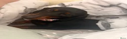 Miniature Dachshund dogs for sale: Miniature dachshund puppies - Advert 27