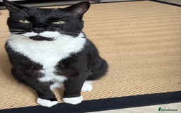 Mixed Breed cats for sale: Ralph - Image 2
