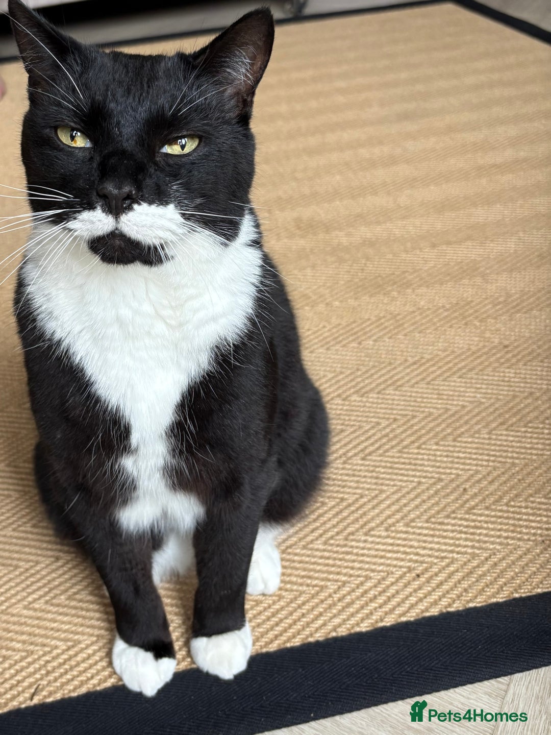 Mixed Breed cats for sale: Ralph - Image 2