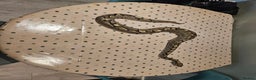 Python Snake reptiles for sale: 4x Royal Pythons for sale - Advert 2