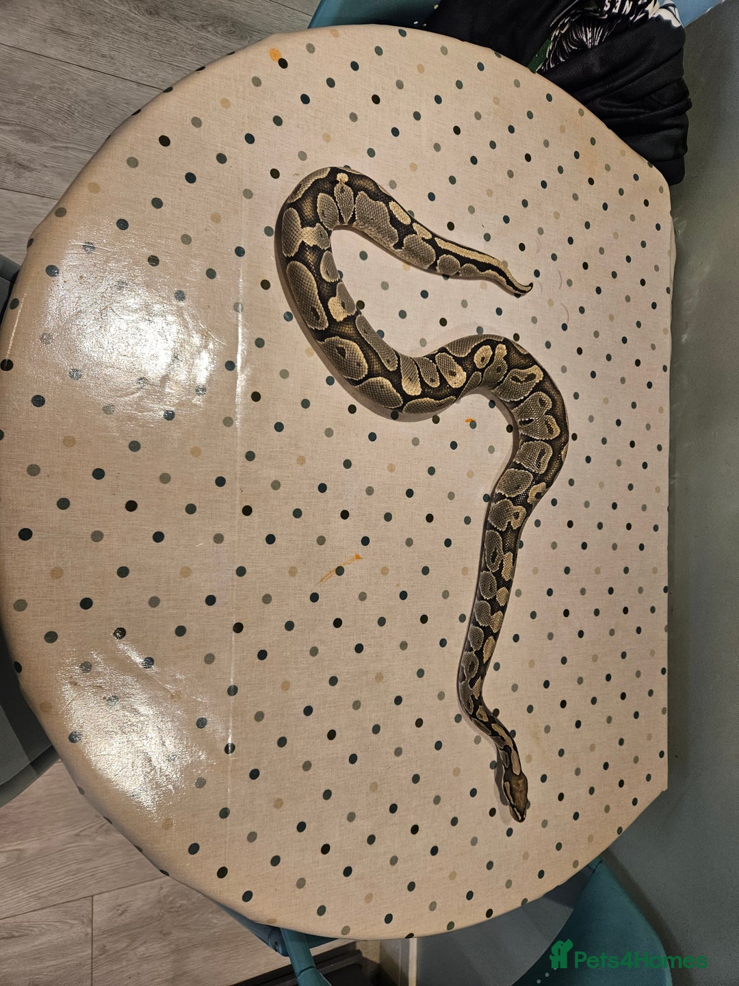 Python Snake reptiles for sale: 4x Royal Pythons for sale - Image 2