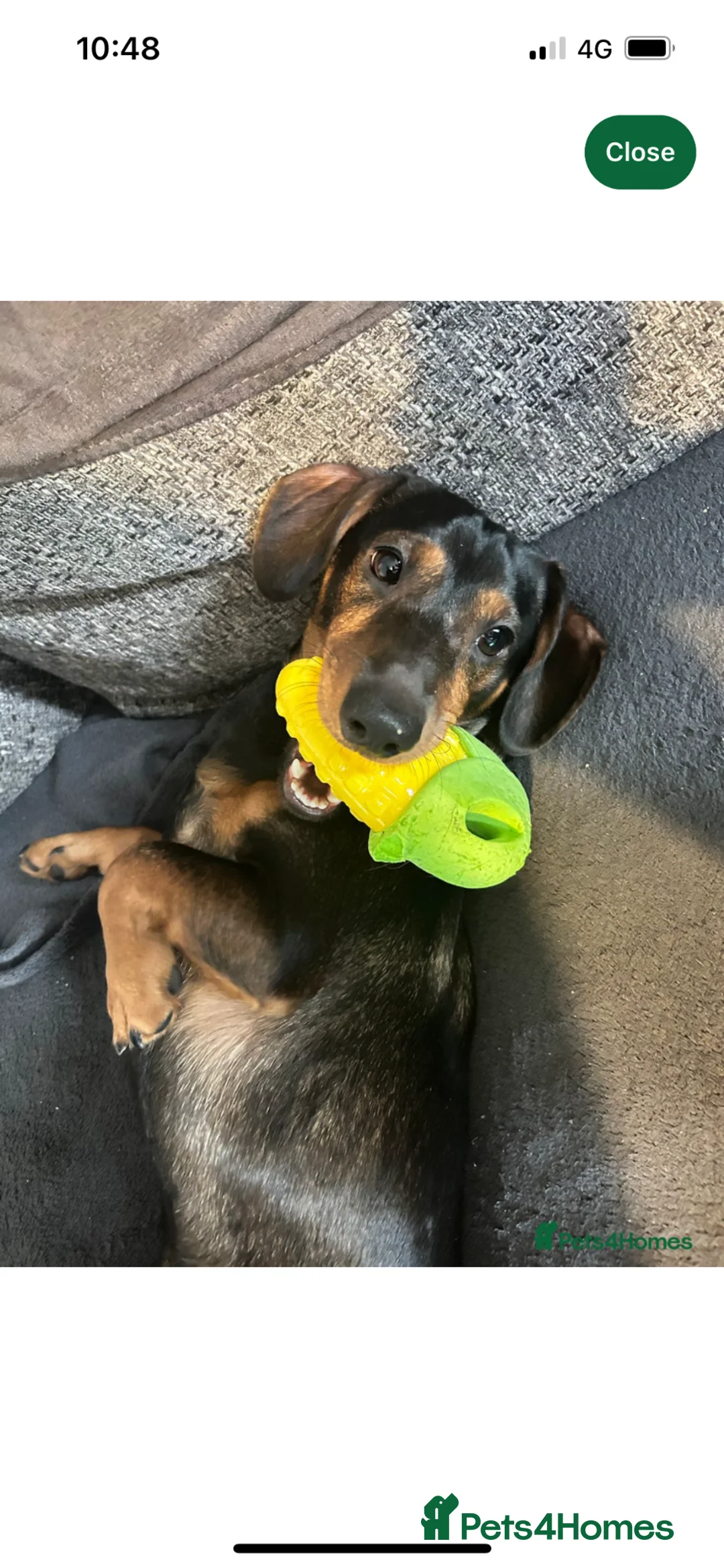 Miniature Dachshund dogs for sale: Rashford looking for his forever home - Advert 8