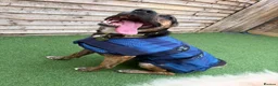 Mixed Breed dogs for sale: 3yr German shepherd Staffordshire cross  in Manchester - Advert 4