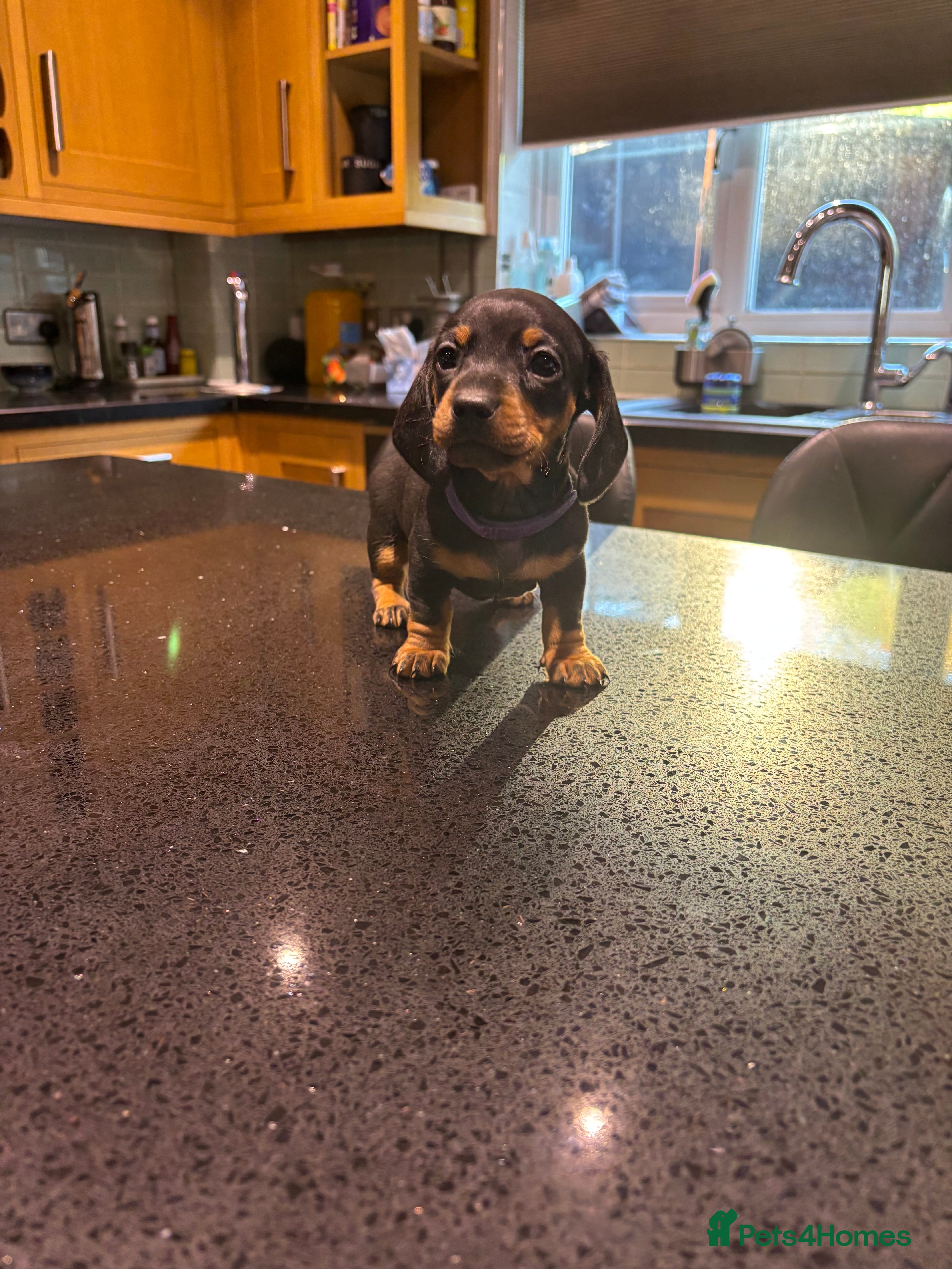 Miniature Dachshund dogs Miniature dachshunds  - Advert 5