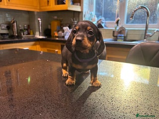 Miniature Dachshund dogs Miniature dachshunds - Advert 2