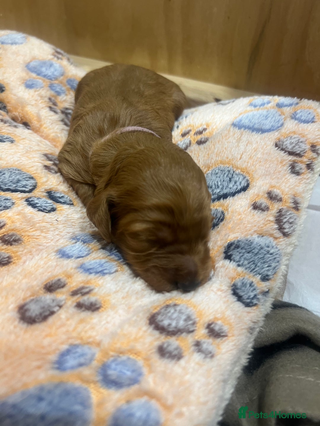 Cockapoo dogs for sale: Beautiful cockerpoo puppies  - Image 24