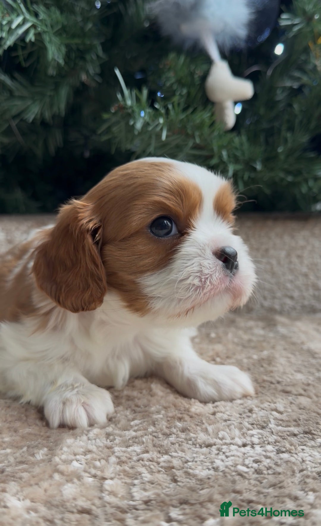 Cavalier King Charles Spaniel dogs for sale: Chocolate Kc reg cavalier King Charles - Advert 25
